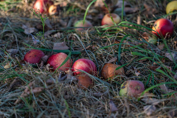 Apples, rotten and whole, lie in the grass under the apple tree