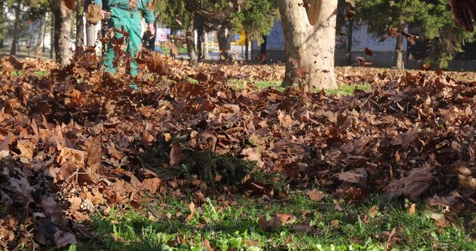 Workers blowing autumn leaves in the city park, slow motion. Gardener machinery cleaning fallen leaves in the autumn season, traffic in the background, close up