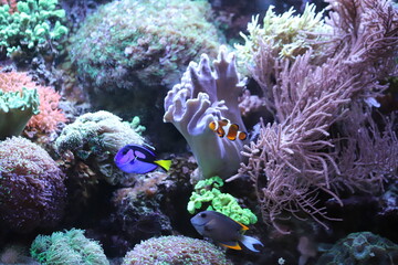 Clown fish and ornamental fish nestled inside of a sea anemone, aquarium.