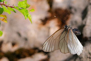 Black veined white butterfly in flight, close-up.