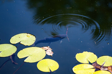 serene pond, a large black carp curiously feasts on a stick, symbolizing nature's oddities and the...