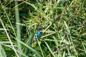 Kingfisher on a branch in the sun