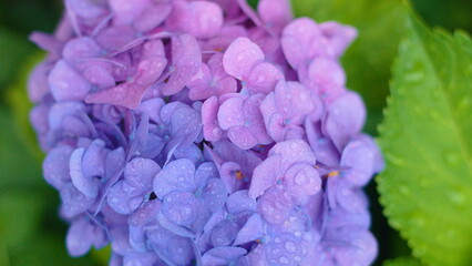 Hydrangea flowers background