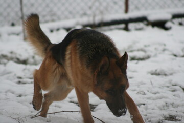 German shepherd