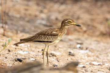 Obraz premium Senegal thick-knee (Burhinus senegalensis), standing in Marakissa, Gambia, looking at camera