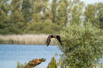 american sea eagle in flight