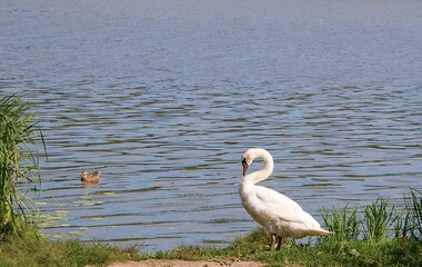 two birds in the water