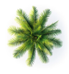 Top View Palm Trees Isolated on White Background
