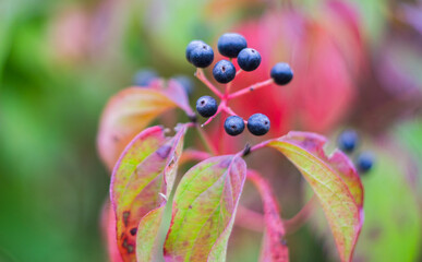 Black berries on branches with red leaves. Soft blurred background.