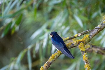 swallow on a branch