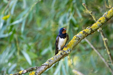 swallow on a branch