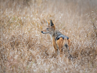 Jackal in winter veld