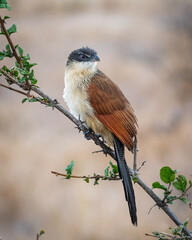 Burchell's Coucal Perched in winter