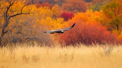 Golden Eagle Soaring Over Autumnal Landscape