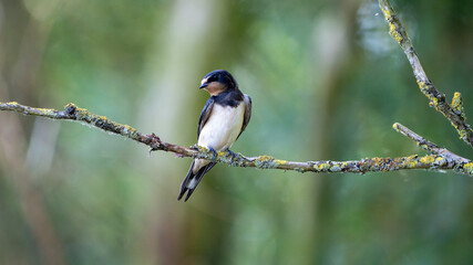 swallow on a branch