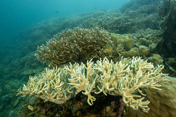 Reef scenic with pristine Acropora hard corals and soft corals Raja Ampat Indonesia.