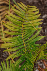 Close-up of a fern leaf with a soft background focus.