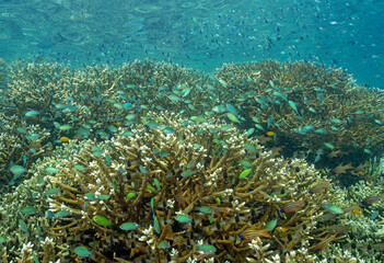 Pristine reef scenic with Acropora stony corals and blue damsels, Chromis viridis, Raja Ampat Indonesia.