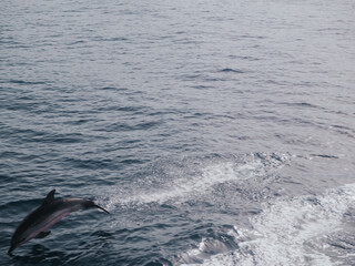 Naklejka premium Dolphin in Sicily
