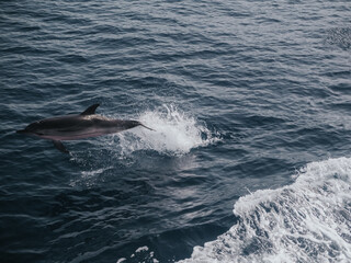 Naklejka premium Dolphin in Sicily