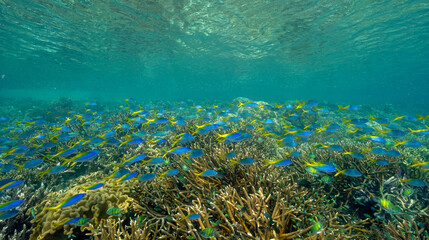 Reef scenic with Yellowback fusiliers Caesio teres, Raja Ampat Indonesia.