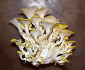 Oyster mushrooms are yellow delicious, unusual mushrooms.