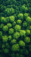 Naklejka premium Beautiful green forest canopy forming abstract shapes from above