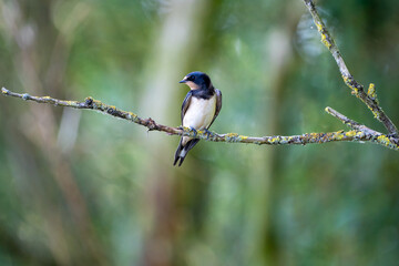swallow on a branch
