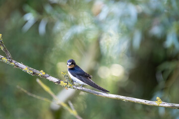 swallow on a branch