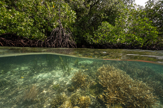 Mangrove forest and coral reefs and seagrass three highest carbon sequestering habitats in split shot, Gam Island Raja Ampat Indnonesia.