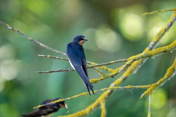 swallow on a branch