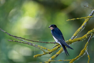swallow on a branch