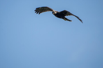 brown mash harrier in the sky