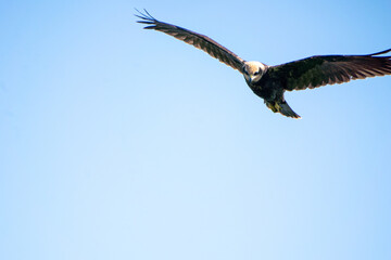 brown mash harrier in the sky