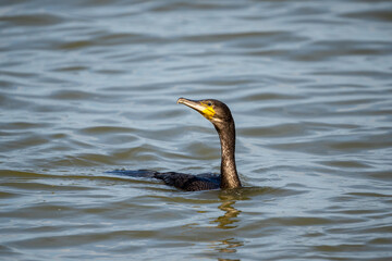 cormorant in water