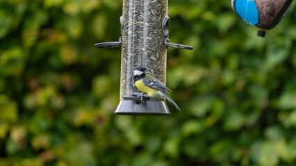 bird on feeder