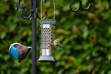 bird on feeder