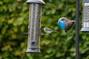 bird on feeder