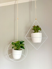 Hanging geometric plants