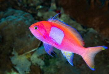 Male squarespot anthias, Pseudanthias pleurotaenia, Raja Ampat Indonesia.