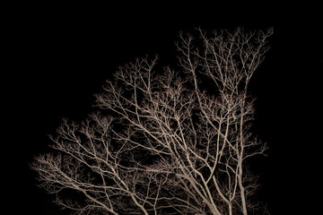 冬の葉がついていない枝　黒背景
