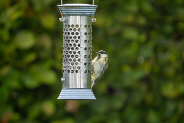 bird on feeder