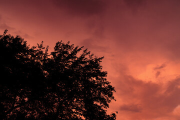 夕焼けと木のシルエット