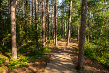 Hiking Trails through the pine trees in Amnicon Falls State Park.  South Range, Wisconsin, USA.