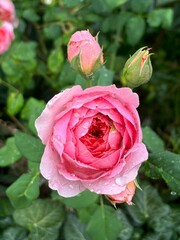 rose, flower, pink, garden, nature, love, red, plant, flora, roses, flowers, bloom, summer, blossom, beauty, petal, leaves, beautiful, leaf, petals, color, valentine, spring, bud