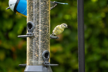 bird on feeder