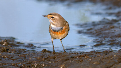 robin on the beach