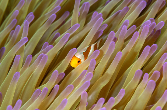 False clown anemonefish, Amphiprion ocellaris, Raja Ampat Indonesia