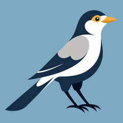 Fototapeta premium Vector design mockingbird 