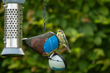 bird on feeder